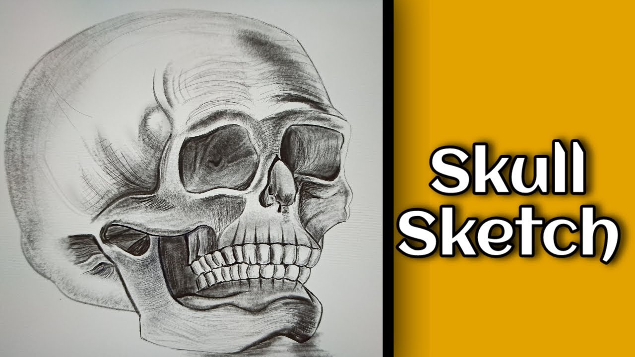 How To Draw Realistic Skull | Pencil Drrawing | Digital Drawing - YouTube