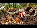 72 Hour Survival Horror: 100kg Giant Anaconda &amp; 1,000 Beetles Attack Girl Hunting Wild Chickens!