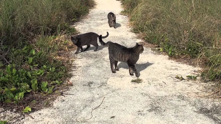 Cats of South Point Park - About the Cause