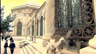 Kedilerin Istanbulu