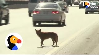 Woman Dodges Traffic To Save Dog On Highway | The Dodo Woman Dodges Traffic To Save Dog Trapped On Highway