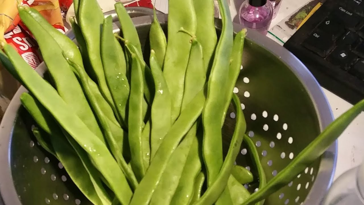 Green beans from seed to harvest and everything in between. YouTube
