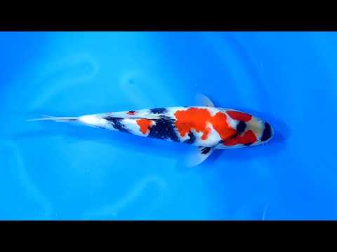 Dainichi Showa