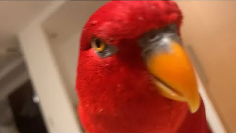 Red birbwhisper voice and puipuipui..