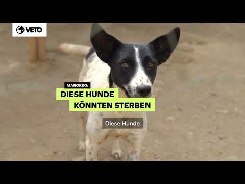 Marokko: Dieses Tierheim steht vor dem Aus