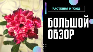 :       ! # #adenium