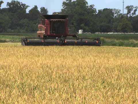 Faces of Louisiana Agriculture: Anthony Plattsmier, St. Landry Parish