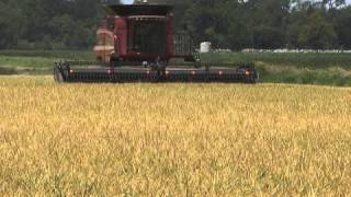 Faces of Louisiana Agriculture: Anthony Plattsmier, St. Landry Parish