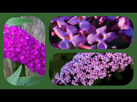 Video: Vodič za orezivanje Ixora: Kako i kada trebam orezati svoju Ixora