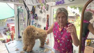 Lizzie, a Goldendoodle’s First Haircut@The Grooming Garden