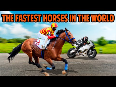 How Fast Can A Horse Run? (Top & Average Speed)