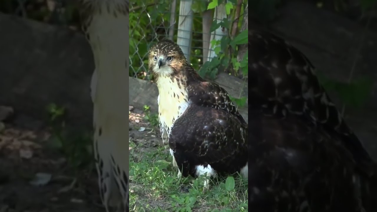 This Hawk Needs Serious Help 😳 