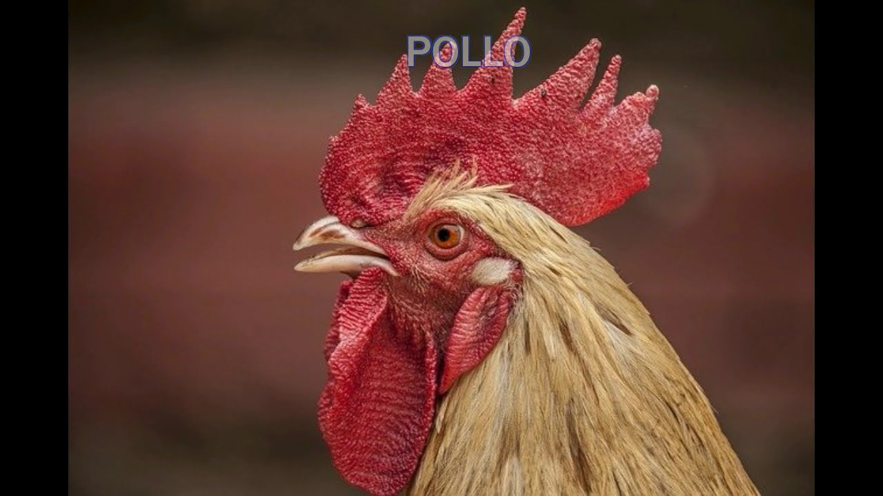 COMO SE DICE POLLO EN INGLÉS YouTube