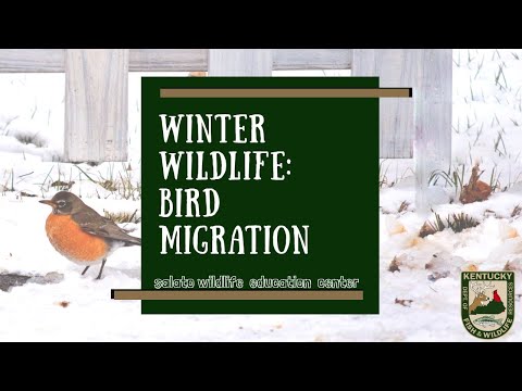 वीडियो: कैसे प्रवासी पक्षी सर्दी