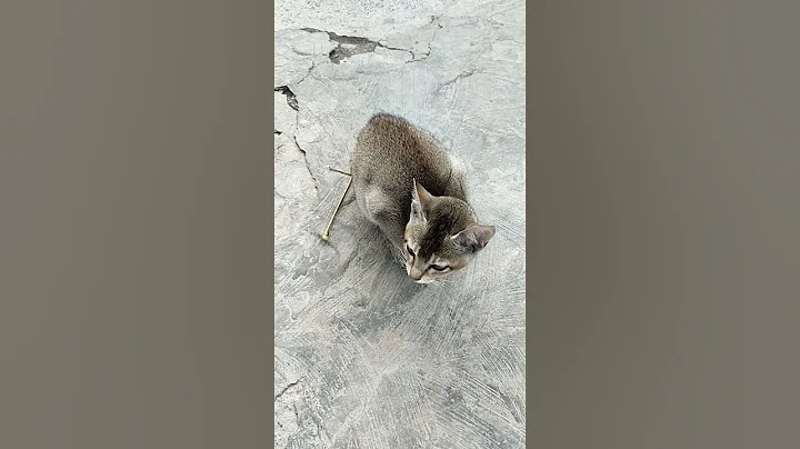 Video 11600591: baby little kitten cat, cat baby kitten sound, cats compilation, funniest cats, cat cute baby