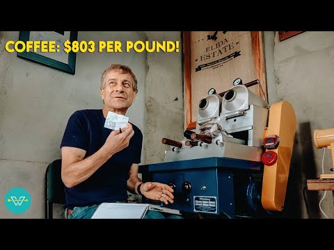 In Search of The Most Expensive Coffee In The World