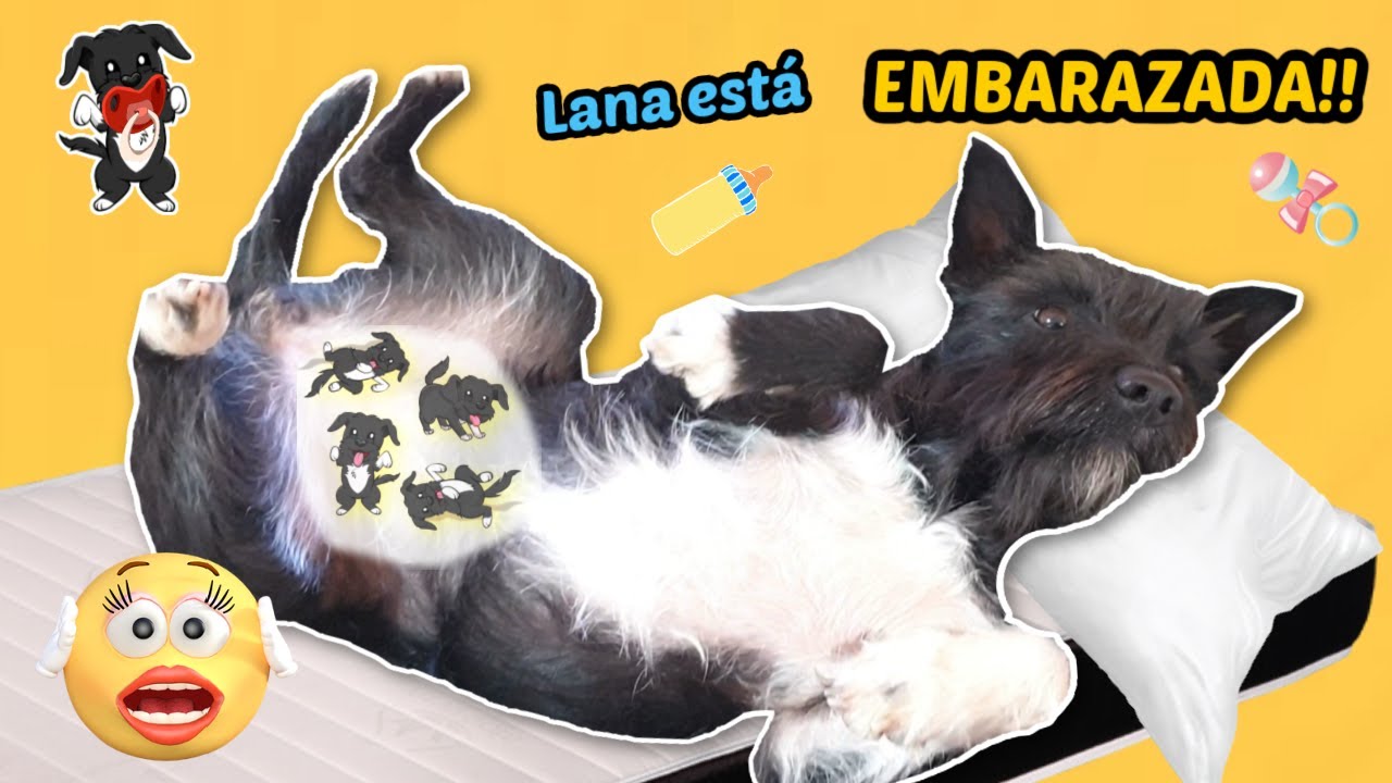 ¡Lana VA A SER MAMÁ! Mi perrita está embarazada! Broma épica de mi perro 😅