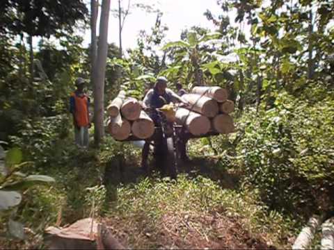  Kayu  Jabon dan Kayu  Sengon  Hutan Rakyat YouTube