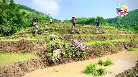 LÊN ĐẠI DỰC XEM CẤY LÚA TRÊN RUỘNG BẬC THANG 🌾🌾🌾