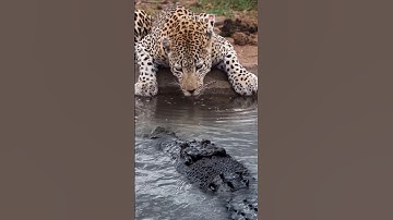 MOMEN KETIKA MACAN TUTUL BERTEMU BUAYA RAWA #animals #foryou