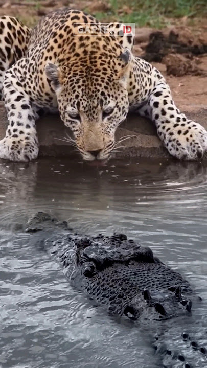 MOMEN KETIKA MACAN TUTUL BERTEMU BUAYA RAWA #animals #foryou