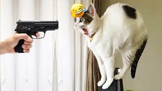 ❤️😹 Try Not To Laugh Dogs And Cats 😹😹 Best Funny Animal Videos # 17