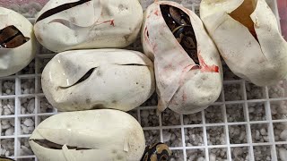 The Last Ball Python Egg Cutting of 2022!!!