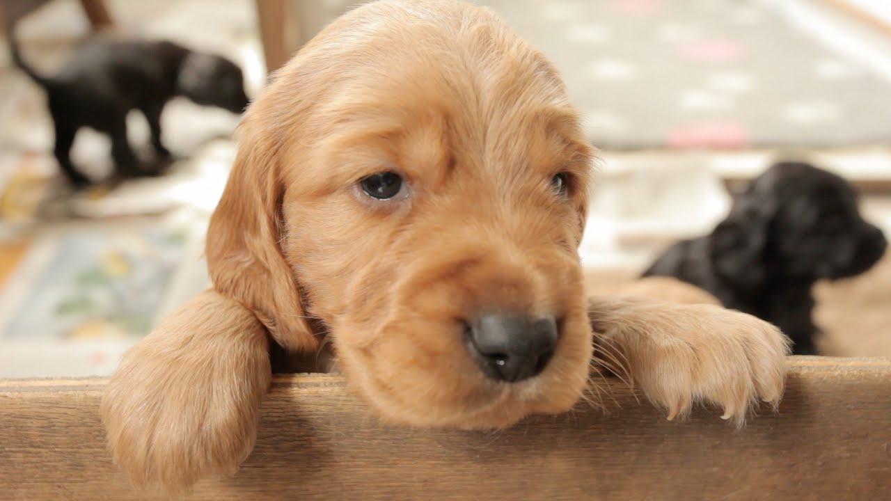 5 week old cocker spaniel puppies