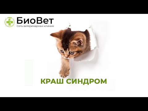 Краш синдром кошек // Синдром длительного сдавливания