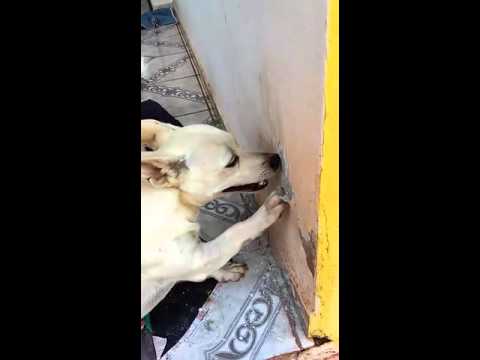 Vídeo: Como Desmamar Um Cachorro De Roer Papel De Parede