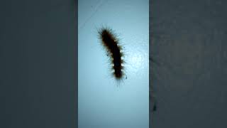 Caution:  Do Not Touch!  It's Itchy! | "Higad" (Eng. Hairy Caterpillar)