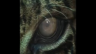 Tekken 3 intro remastered 1440p60