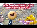 PANEN BUAH APEL GRATIS DIMUSIM DINGIN BEGINI JADINYA | STOK PANEN SAMPAI TAHUN DEPAN