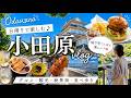 【小田原ひとり散歩Vlog🏯】歴史と海と地元グルメ、全部味わった満足日帰り旅