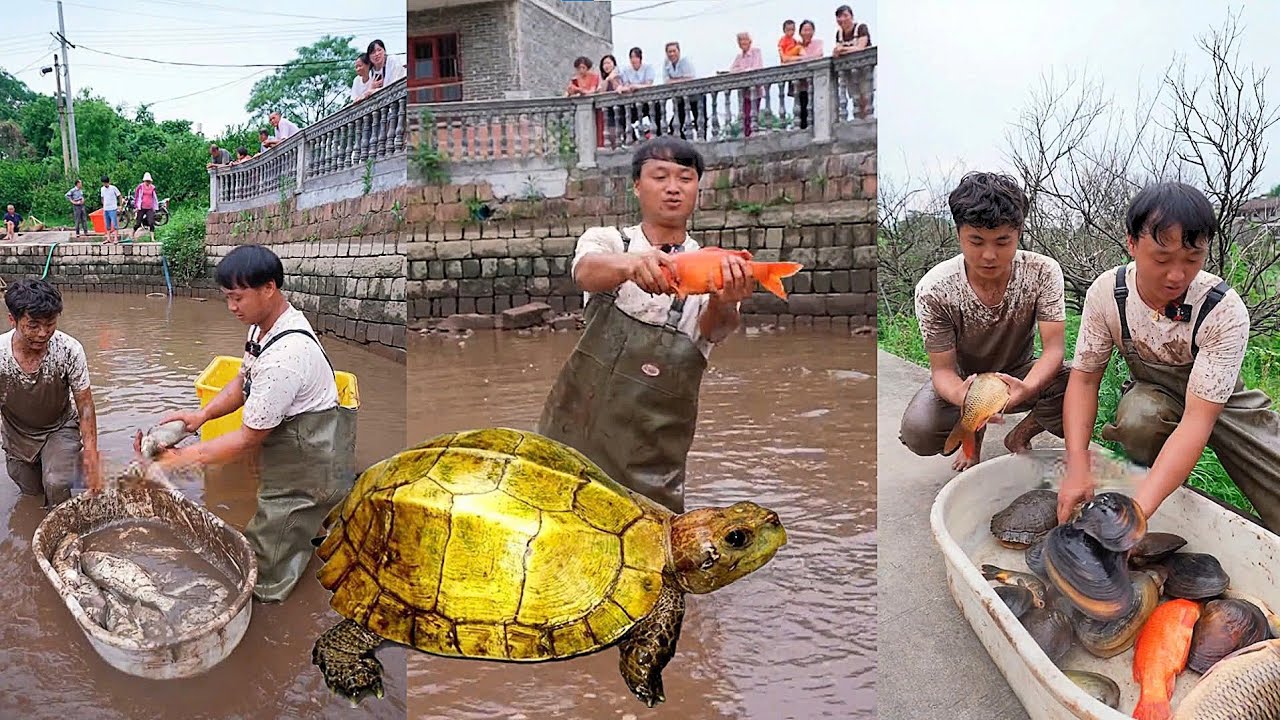 Chi 5.000 Tệ Bao Ao Cá Trăm Năm. Có Điều Bí Ẩn