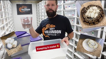 Preparing for eggs!  Setting up perlite for ball python eggs.