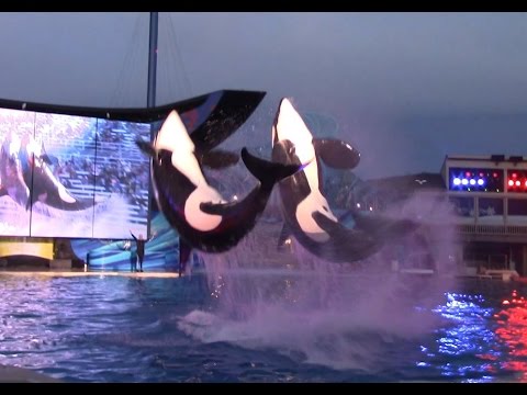 Shamu Christmas Miracles at SeaWorld San Diego (12/19/14) - YouTube