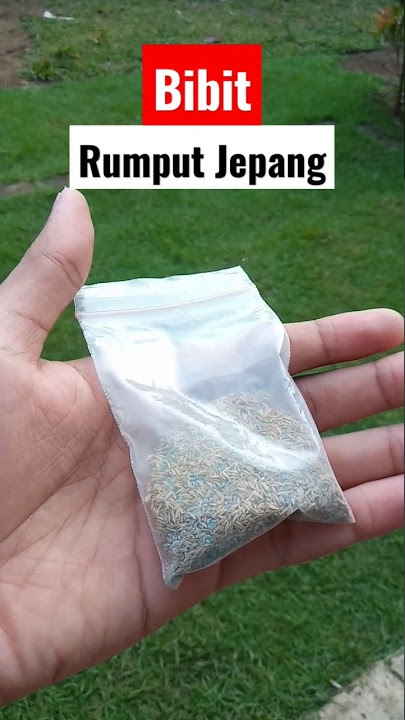Beginilah Bibit / Benih Rumput Jepang 🌱 #shorts #rumput #rumputjepang #rumputhias #bibitrumputjepang