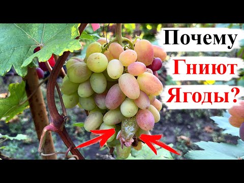 Почему ГНИЮТ ЯГОДЫ Винограда?