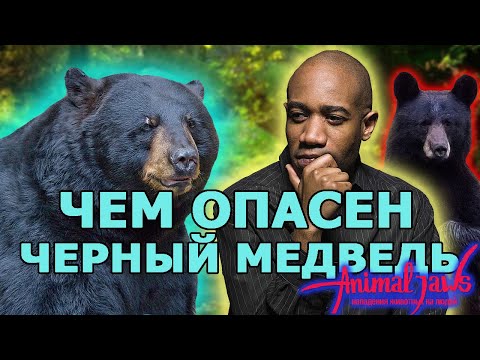 Видео: Будут ли черные медведи нападать на собак?