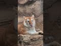 The Golden Tabby Tiger Also Known As The Strawberry Tiger Is An Exceptionally Rare Color 