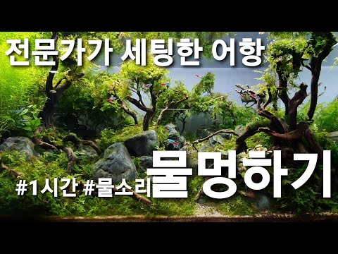 [전지적 물멍 시점] 아쿠아스케이퍼가 세팅한 3자어항 ! 1시간 물멍영상(백색소음) / aquascape, aquascaping,  aqua