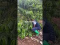 #coffee farming