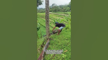 Smart Techniques for Cutting Down Coconut Trees with Modern Chainsaws #shorts