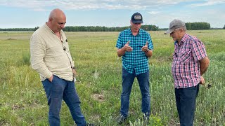 24.07. No-till или глубокорыхлитель? Как переуплотненная почва влияет на развитие культуры.