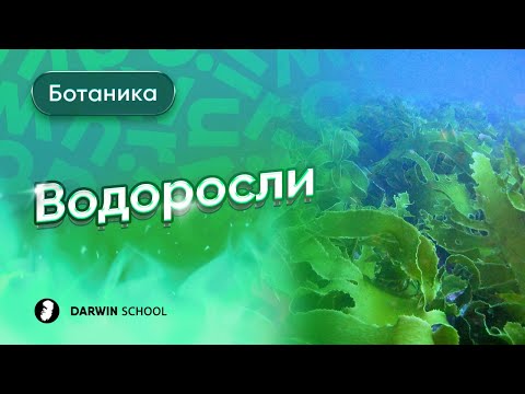 Тема №12: Водоросли
