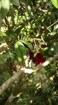 panen buah SOTAR atau GANDARIA