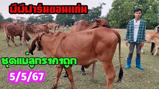 5/5/67 || ชุดแม่ลูกชุดท้องราคาโดนใจ คิดอยากได้วัวไปเลี้ยงแวะเข้ามาดูได้