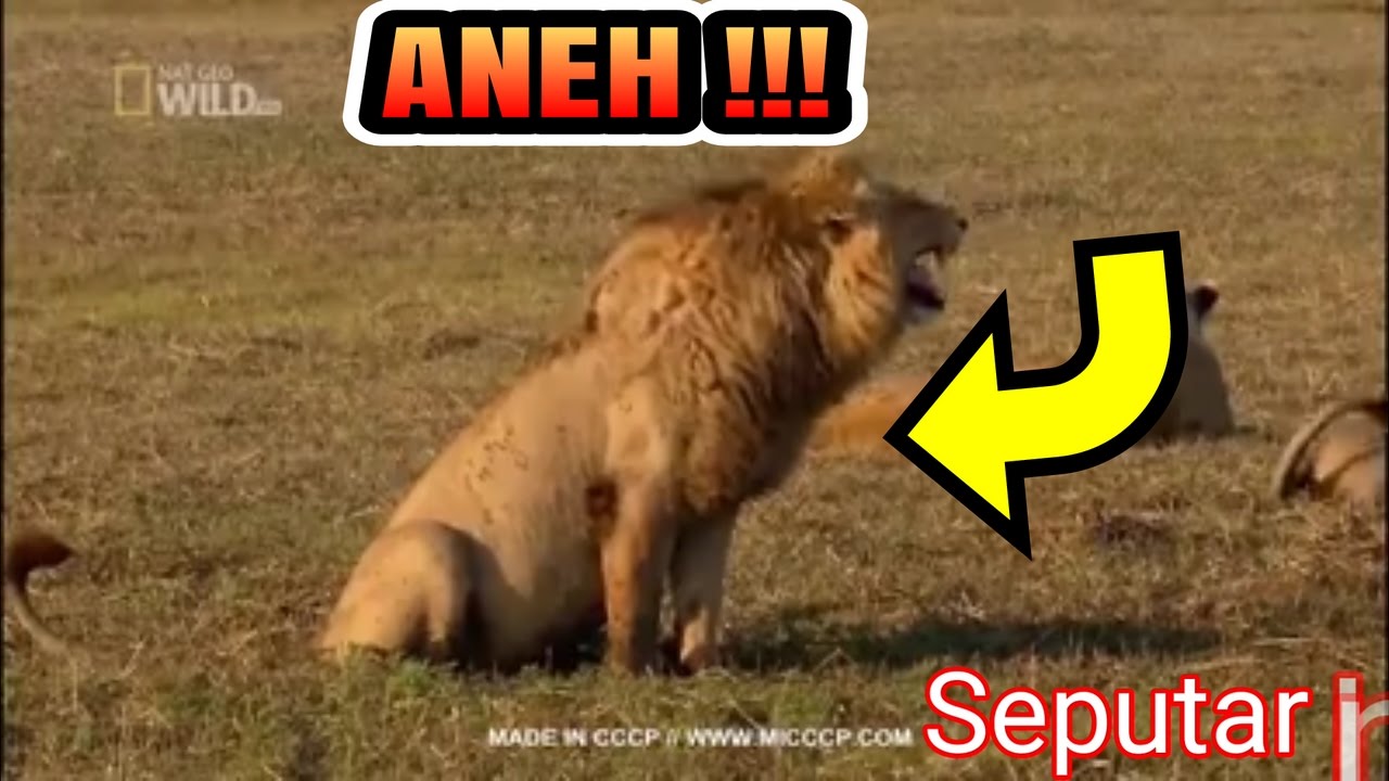 Heboh Aneh Singa Ini Ketawa Nya Lucu Bisa Bikin Orang Ikut Ketawa