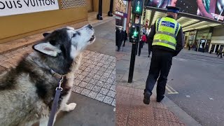 Husky Howls At Everyone In A Busy City!